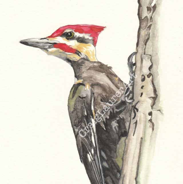 Bird Watercolor: Pileated&nbsp;Woodpecker