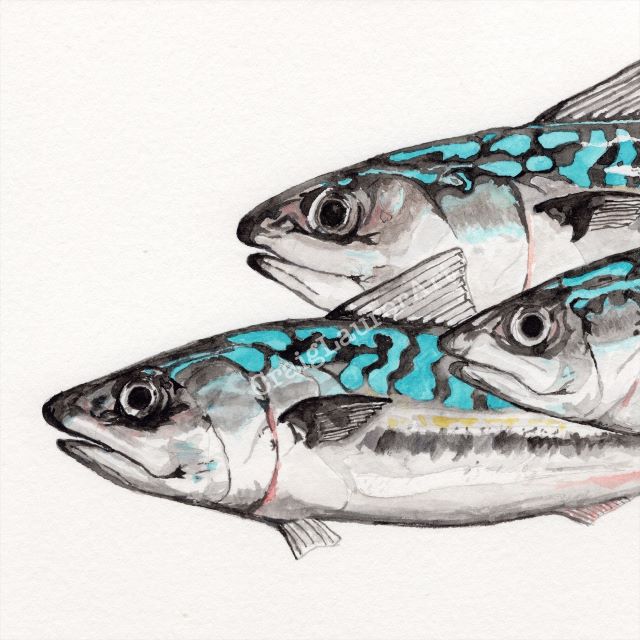 Nature Watercolor:  Mackerel