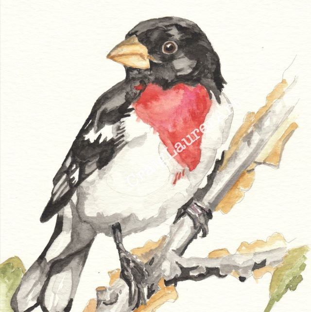 Bird Watercolor: Rose-Breasted&nbsp;Grosbeak