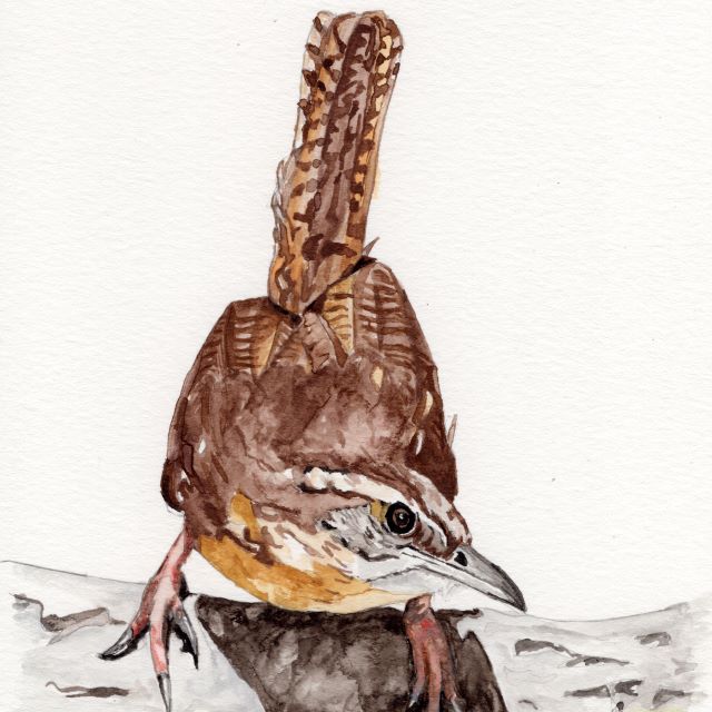 Bird Watercolor: Carolina&nbsp;Wren