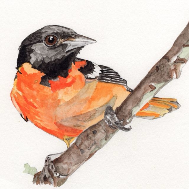 Bird Watercolor: Baltimore Oriole