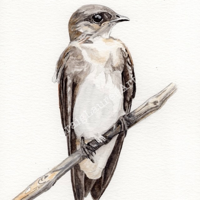 Bird Watercolor: Northern Rough-Winged Swallow