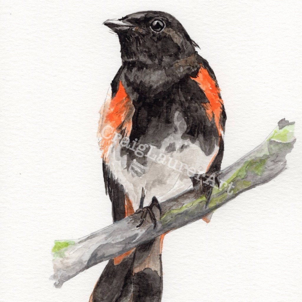 Bird Watercolor: American Redstart