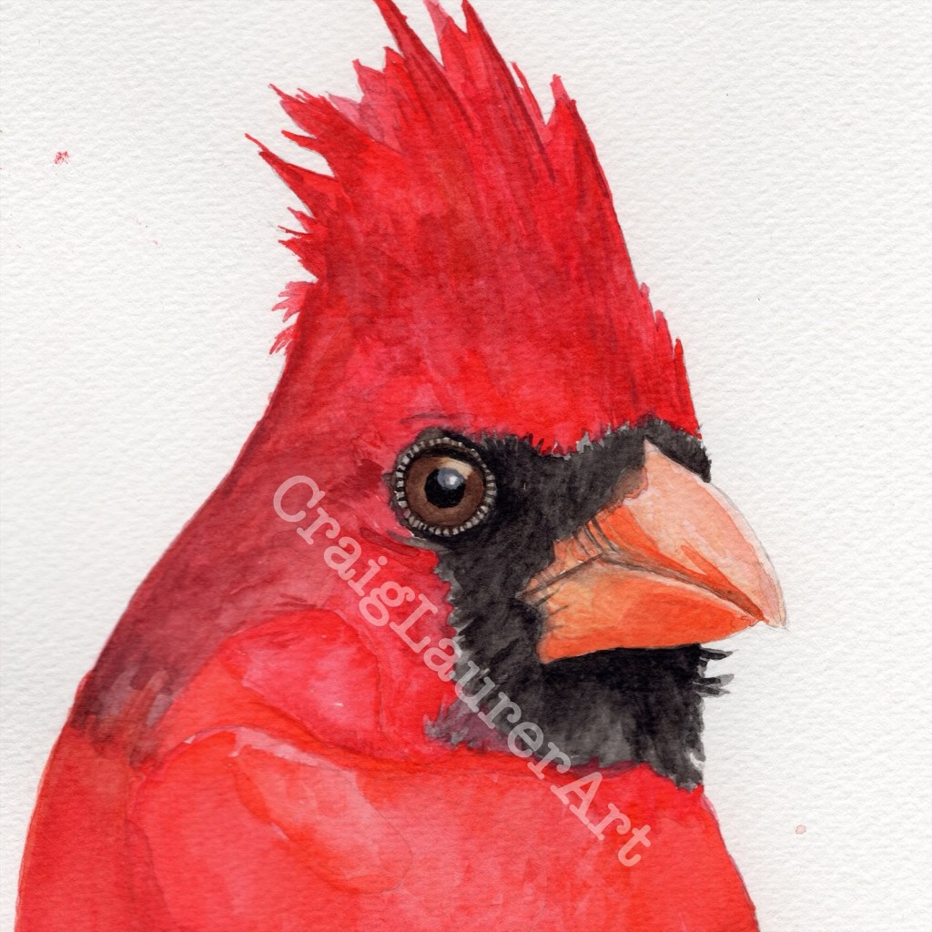 Bird Portrait: Northern&nbsp;Cardinal