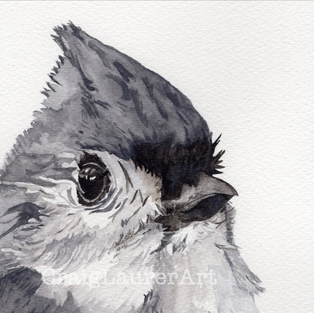 Bird Portrait #5: Tufted&nbsp;Titmouse