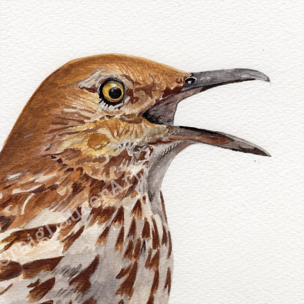 Bird Portrait 8: Brown&nbsp;Thrasher