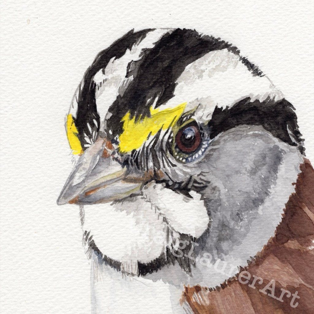 Bird Portrait 11: White-throated&nbsp;Sparrow