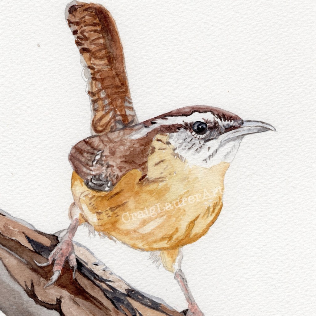 Bird Watercolor: Carolina&nbsp;Wren