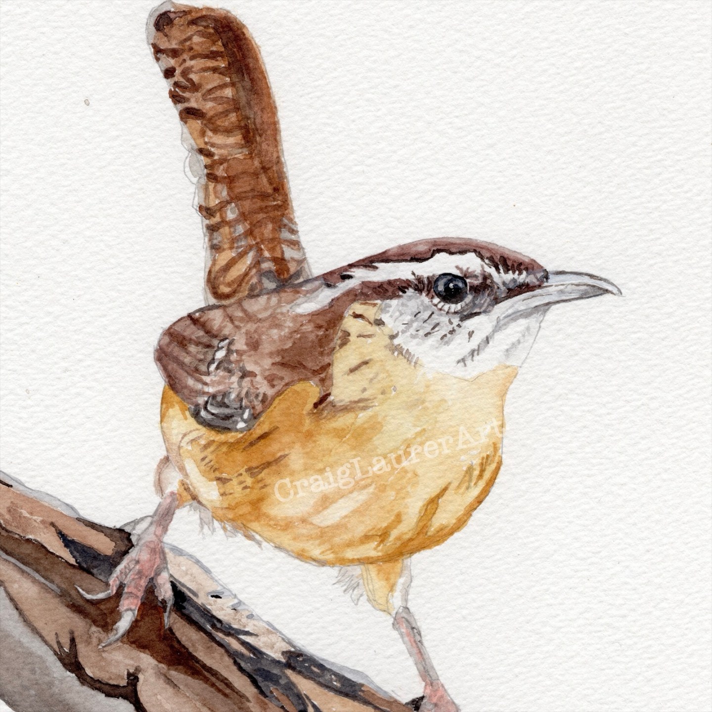 Bird Watercolor Carolina Wren Craig Laurer