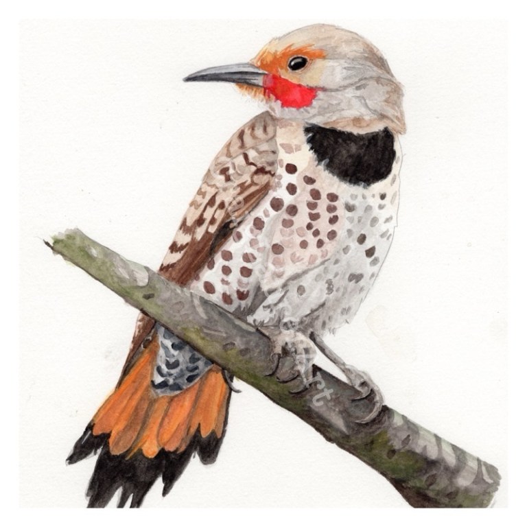 Bird Watercolor: Northern Flicker – Craig Laurer